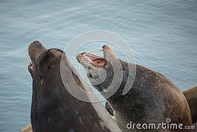 Roaring sea lions