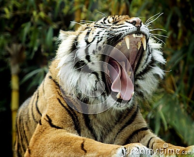 Roaring Tiger Royalty Free Stock Photo - Imag
