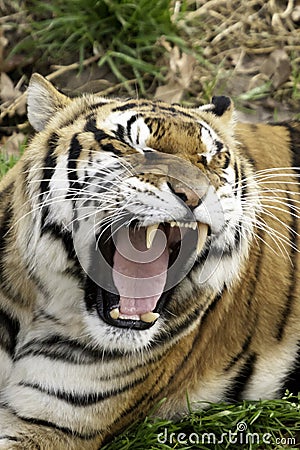 Roaring tiger