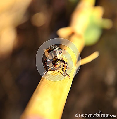 Robber fly hunting a small bee with its powerful stinger