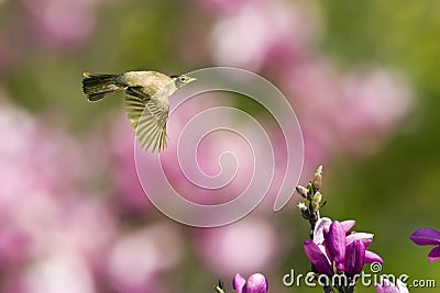 Robin In Flight With Magnolia Blossom