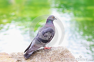 Rock dove sitting on the stone