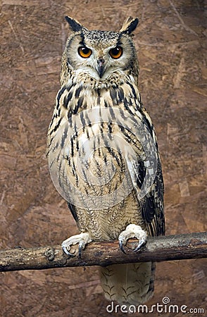 Rock Eagle Owl