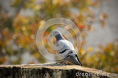 Rock pigeon