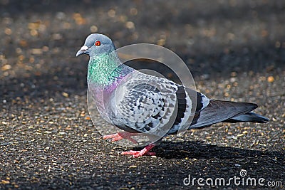 Rock Pigeon