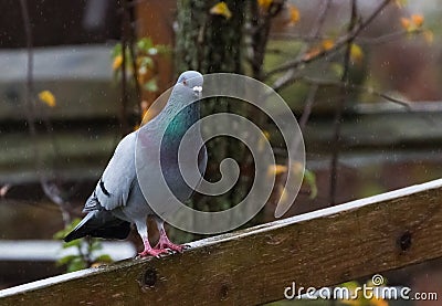 Rock Pigeon