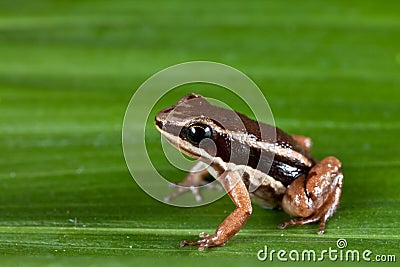 Rocket frog cColostethus talamancae