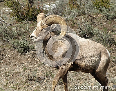 Rocky Mountain Big Horn Sheep/Ram