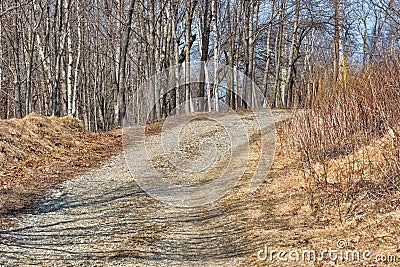 Rocky road with trees and dead foliage