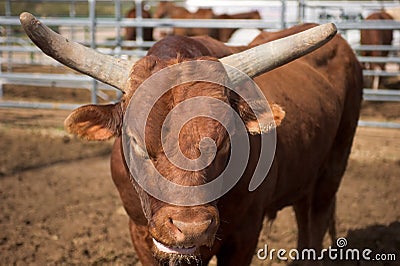 Rodeo bull