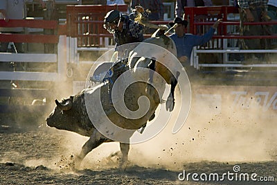 Rodeo Bull and Rider