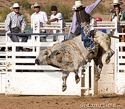 Rodeo Bull Riding