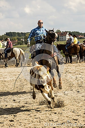 Rodeo competition in ranch roping