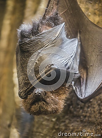 Rodrigues flying fox or Rodrigues fruit bat - Pteropus rodricens