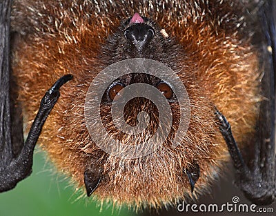 Rodrigues Fruit Bat Sticking out Tongue