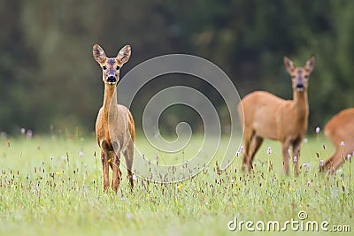 Roe-deer in a clearing