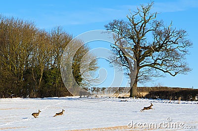 Roe Deer in winter