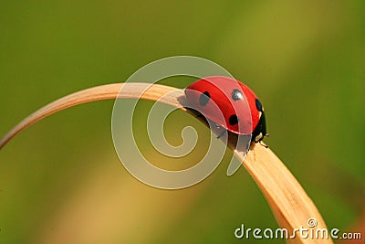 Red ladybird ladybug on single blade of grass