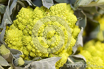 Roman broccoli