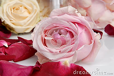 Romantic Beautiful pink and white roses Petals with candle