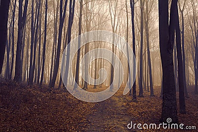 Romantic elegant forest during a foggy day