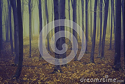 Romantic elegant forest during a foggy day