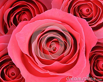 Romantic flower rose bouquet over head closeup