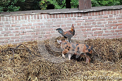 Rooster meets young pig