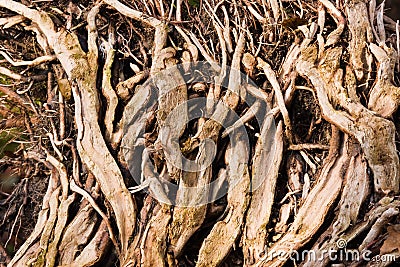 Roots in forest