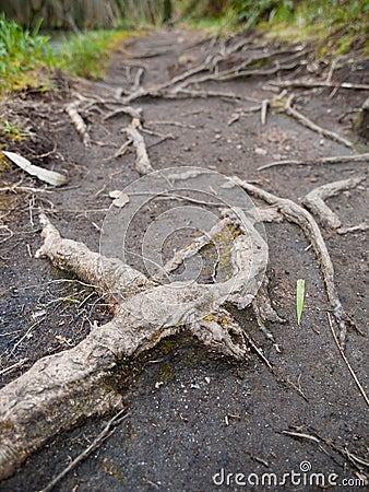 Roots on a trail in the forest