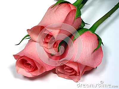 rosas-cor-de-rosa-no-fundo-branco-346731