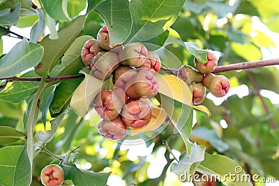 Rose apple on tree.