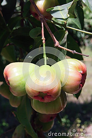 Rose apple on tree 3