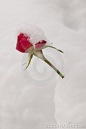 Rose covered with snow