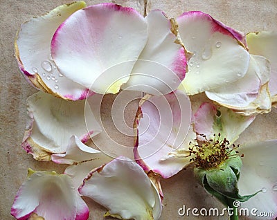 Rose with fallen petals