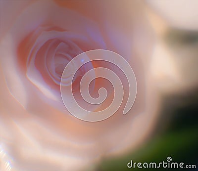 Rose: gentle background