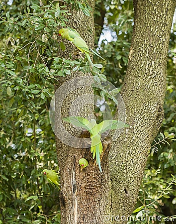 Rose ringed parakeets on tree nest