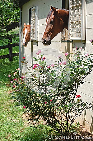 Rose Temptation-Horses in stalls