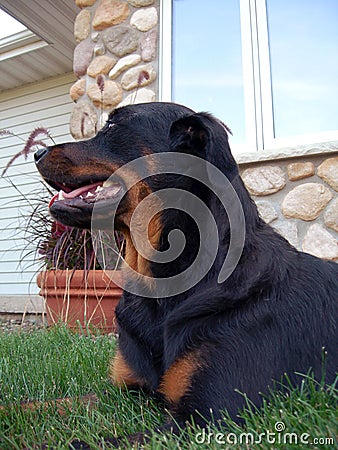 Rottweiler dog