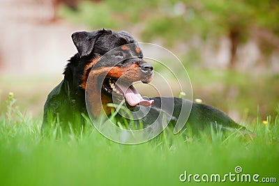 Rottweiler dog resting on the grass