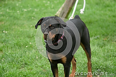 Rottweiler on a leash