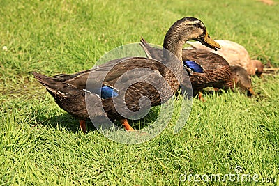 Rouen Duck and Khaki Campbell