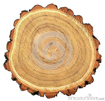 Round cut of robinia black locust tree