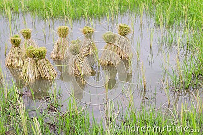 Round of seedings rice in farm