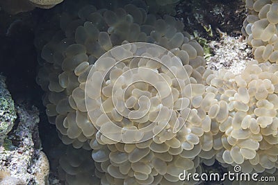 Rounded bubblegum coral at Lipe island