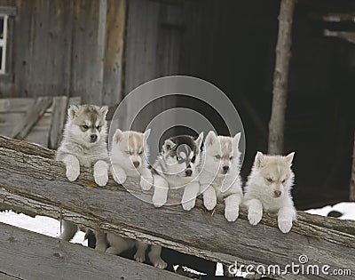 Row of husky puppies