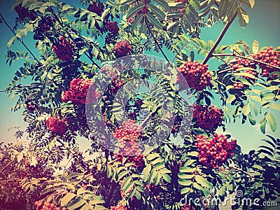 Rowan tree