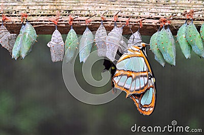 Rows of butterfly cocoons