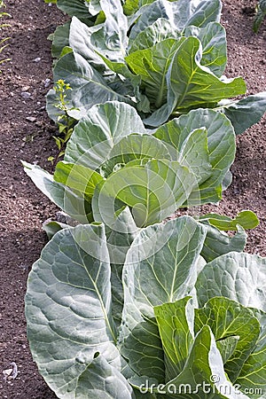 Rows of Cold Crops