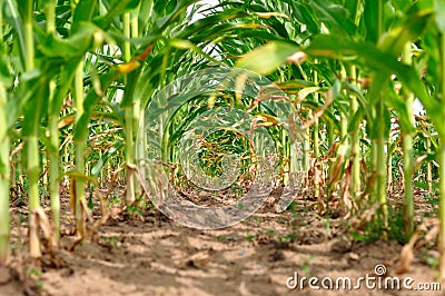 Rows of fresh green corn field